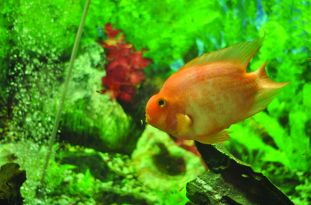 ce mananca piranha de la acvariul din constanta mere dulci galerie foto 28491 378409 ce mananca piranha de la acvariul din constanta mere dulci galerie foto 28491 378409