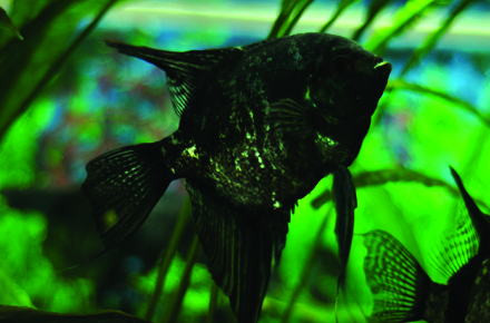 ce mananca piranha de la acvariul din constanta mere dulci galerie foto 28491 378409 ce mananca piranha de la acvariul din constanta mere dulci galerie foto 28491 378409