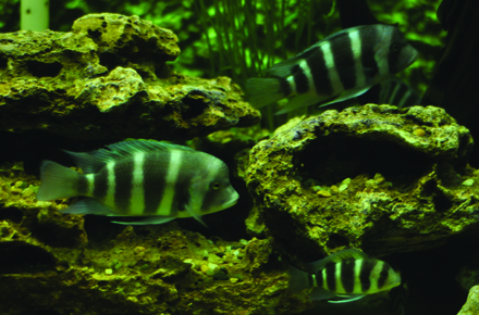 ce mananca piranha de la acvariul din constanta mere dulci galerie foto 28491 378409 ce mananca piranha de la acvariul din constanta mere dulci galerie foto 28491 378409