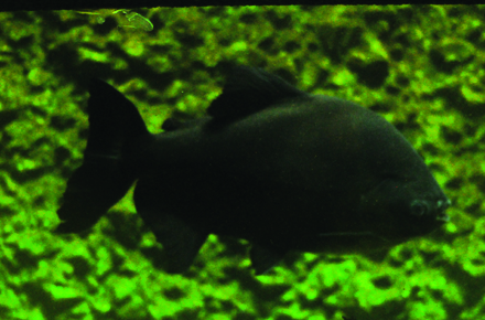 ce mananca piranha de la acvariul din constanta mere dulci galerie foto 28491 378409 ce mananca piranha de la acvariul din constanta mere dulci galerie foto 28491 378409