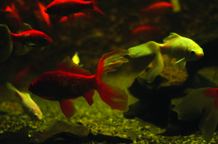 ce mananca piranha de la acvariul din constanta mere dulci galerie foto 28491 378409 ce mananca piranha de la acvariul din constanta mere dulci galerie foto 28491 378409