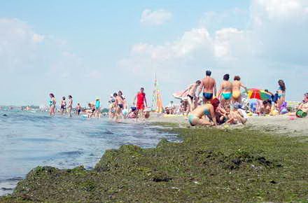 alge_Mamaia_plaja_alge1.jpg