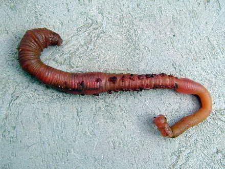 un biolog din constanta a descoperit o noua specie marina galerie foto 95952 379698 un biolog din constanta a descoperit o noua specie marina galerie foto 95952 379698