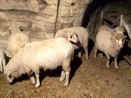 pestera va gazdui scena nasterii mantuitorului ca odinioara corul arhiepiscopiei tomisului cristian brancu pestera va gazdui scena nasterii mantuitorului ca odinioara corul arhiepiscopiei tomisului cristian brancu