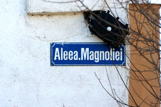 iata adevarata fata a orasului ziua de constanta vine pe strada ta astazi aleea magnoliei din zona ajofm iata adevarata fata a orasului ziua de constanta vine pe strada ta astazi aleea magnoliei din zona ajofm