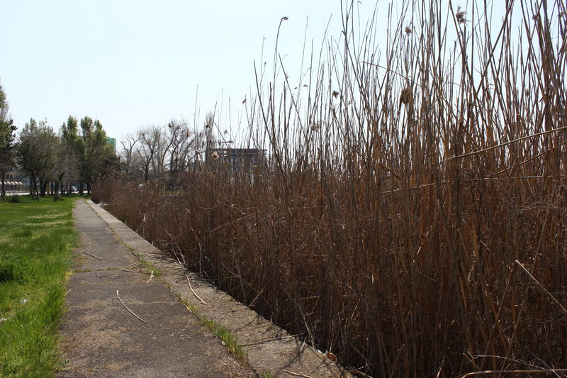 mai sunt pentru zile pana la 1 mai in zona hotelului iaki din mamaia stufarisul uscat arata deplorabil mai sunt pentru zile pana la 1 mai in zona hotelului iaki din mamaia stufarisul uscat arata deplorabil