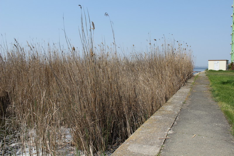 mai sunt pentru zile pana la 1 mai in zona hotelului iaki din mamaia stufarisul uscat arata deplorabil mai sunt pentru zile pana la 1 mai in zona hotelului iaki din mamaia stufarisul uscat arata deplorabil