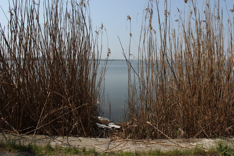 mai sunt pentru zile pana la 1 mai in zona hotelului iaki din mamaia stufarisul uscat arata deplorabil mai sunt pentru zile pana la 1 mai in zona hotelului iaki din mamaia stufarisul uscat arata deplorabil