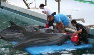 First Mark, now Pei-Pei Why did the dolphin brought from China for the Constanta Aquarium died  