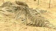 Fosila unei balene a fost descoperită în mijlocul deşertului în Peru