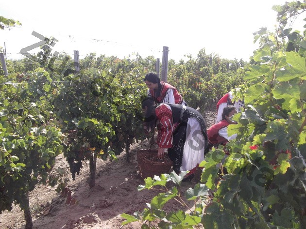 winero a inceput campania de recoltat cu o sarbatoare vinurile alira omagiate de celebritati ale romaniei winero a inceput campania de recoltat cu o sarbatoare vinurile alira omagiate de celebritati ale romaniei