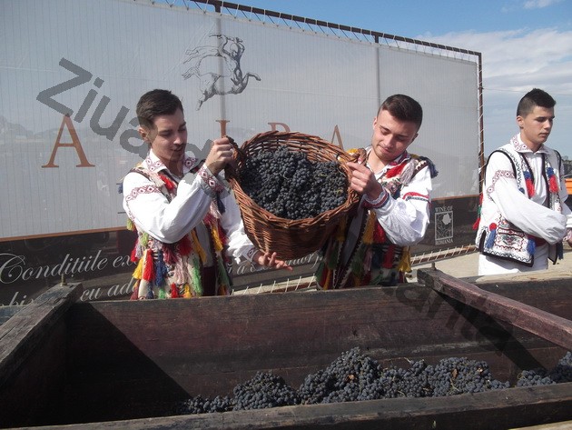 winero a inceput campania de recoltat cu o sarbatoare vinurile alira omagiate de celebritati ale romaniei winero a inceput campania de recoltat cu o sarbatoare vinurile alira omagiate de celebritati ale romaniei