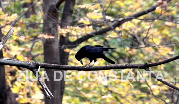 fotoreportaj constanta peisaj autumnal 472983 fotoreportaj constanta peisaj autumnal 472983