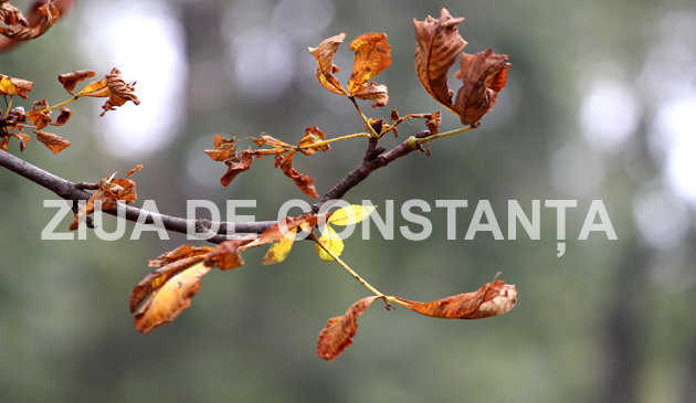 fotoreportaj constanta peisaj autumnal 472983 fotoreportaj constanta peisaj autumnal 472983