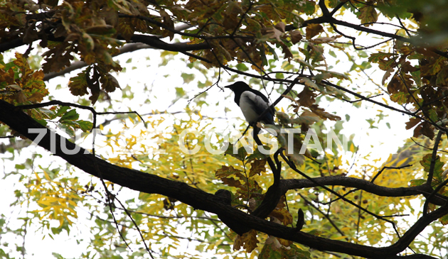 fotoreportaj constanta peisaj autumnal 472983 fotoreportaj constanta peisaj autumnal 472983