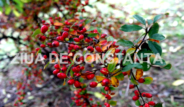 fotoreportaj constanta peisaj autumnal 472983 fotoreportaj constanta peisaj autumnal 472983