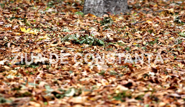 fotoreportaj constanta peisaj autumnal 472983 fotoreportaj constanta peisaj autumnal 472983