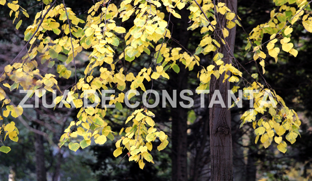 fotoreportaj constanta peisaj autumnal 472983 fotoreportaj constanta peisaj autumnal 472983