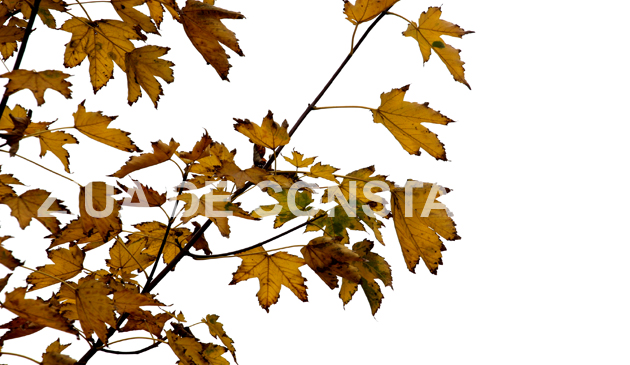 fotoreportaj constanta peisaj autumnal 472983 fotoreportaj constanta peisaj autumnal 472983