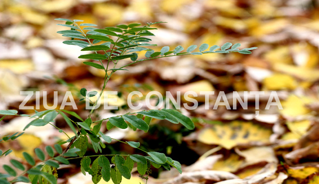 fotoreportaj constanta peisaj autumnal 472983 fotoreportaj constanta peisaj autumnal 472983