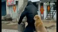 Și câinii merg pe bicicletă (video)
