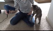 Ce face această pisică cu uscătorul (video)