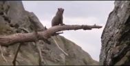 Clipul care o să te ţină cu sufletul la gură timp de trei minute (video)