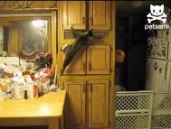 Nici nu bănuiești ce face această pisică (video)