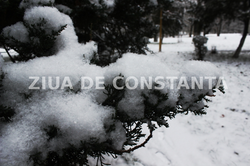 fotoreportaj spectacol hibernal la constanta 479416