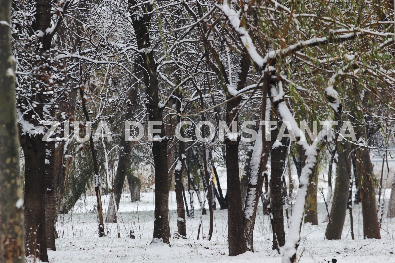 fotoreportaj spectacol hibernal la constanta 479416