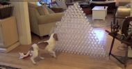 Ce face un câine în fața unei piramide din sticle de plastic (video)