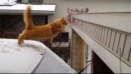 Această pisică o să te facă să iubești iarna (video)