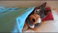 Cea mai adorabilă pisică pe care ai văzut-o în ultimul timp (video)  