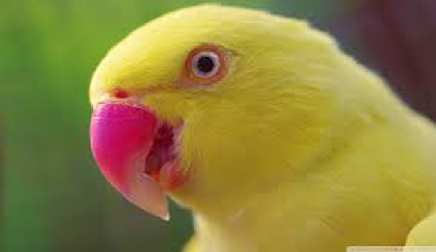 papgal, viagra, congelator, pui, banc, gluma