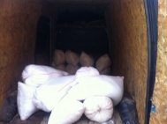 Litoral Tv Furt de uree în Portul Constanța