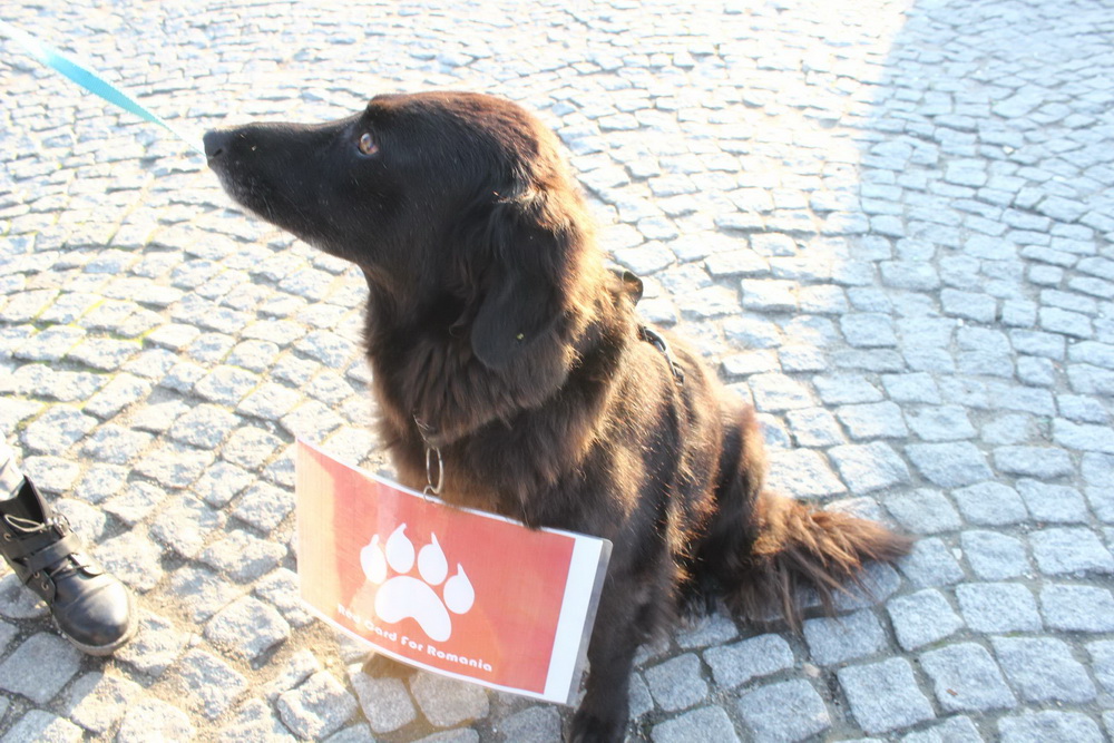 baricada verde protest city mall constanta