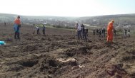 Judeţul Constanţa are suprafeţe împădurite sub cinci procente Ministerul Mediului extinde fondul forestier național cu peste 7.000 de hectare