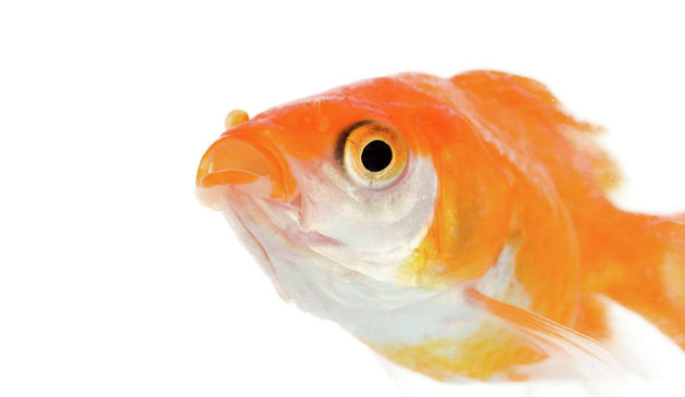 banc, gluma, divertisment