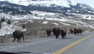 Descopera.ro Ce se întâmplă în Parcul Naţional Yellowstone? Semnele care sugerează o erupţie vulcanică iminentă. Ce spun experţii (VIDEO)