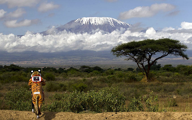 maratonul tigrilor un om cu o misiune importanta galerie foto 490681 maratonul tigrilor un om cu o misiune importanta galerie foto 490681