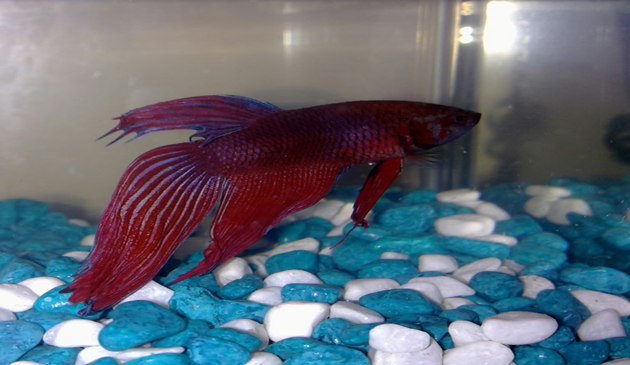 banc, gluma, divertisment