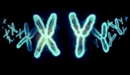 Descopera.ro Vor dispărea bărbaţii? Ce spun oamenii de ştiinţă despre soarta cromozomului Y