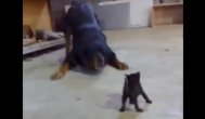 Funny Cele mai haioase pisici