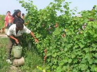 Zilieri de lege nouă