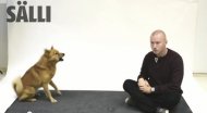 Uimitor! Iată cum reacționează câinii la lătratul uman