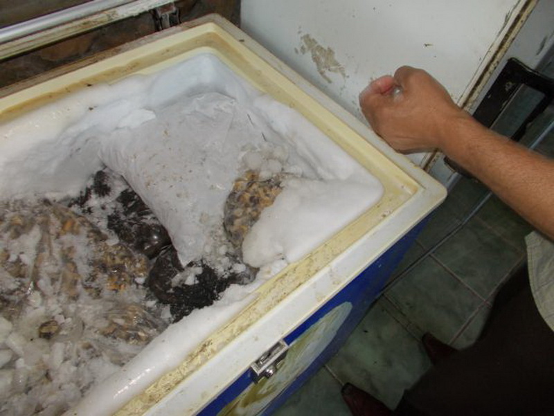 numele firmei tinut secret sute de kilograme de melci din specia rapana confiscate galerie foto video numele firmei tinut secret sute de kilograme de melci din specia rapana confiscate galerie foto video