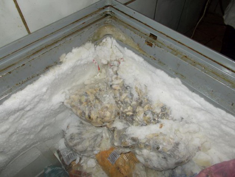 numele firmei tinut secret sute de kilograme de melci din specia rapana confiscate galerie foto video numele firmei tinut secret sute de kilograme de melci din specia rapana confiscate galerie foto video