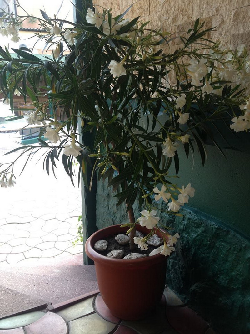 cel mai nou restaurant din constanta la hacienda del sol ai parte de adevarate specialitati la preturi cel mai nou restaurant din constanta la hacienda del sol ai parte de adevarate specialitati la preturi