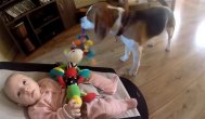 Funny video Un animal de companie politicos