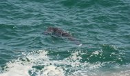 UPDATE - S-a aventurat în largul mării în zona plajei Azur Un tânăr din Olt, salvat de la înec   